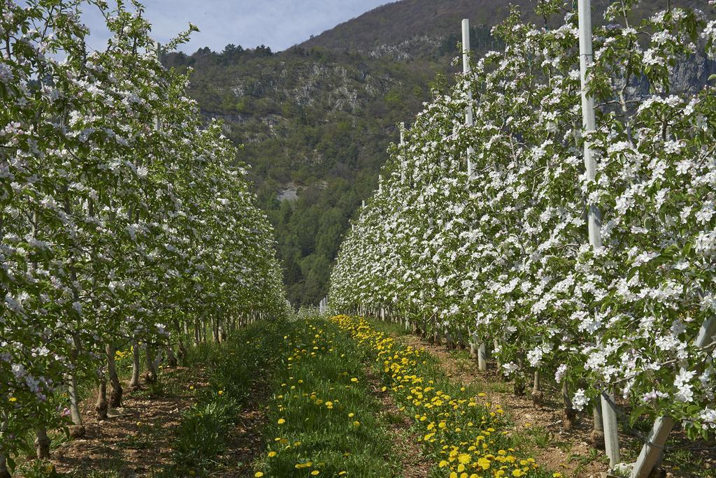 B&B La Casa Del Sole San Michele allʼAdige Εξωτερικό φωτογραφία